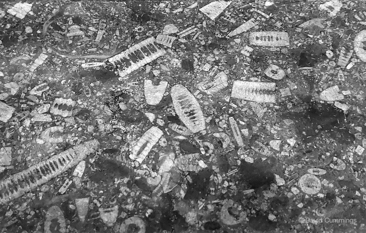 Crinoidal limestone steps.  Crinoidal limestone steps.