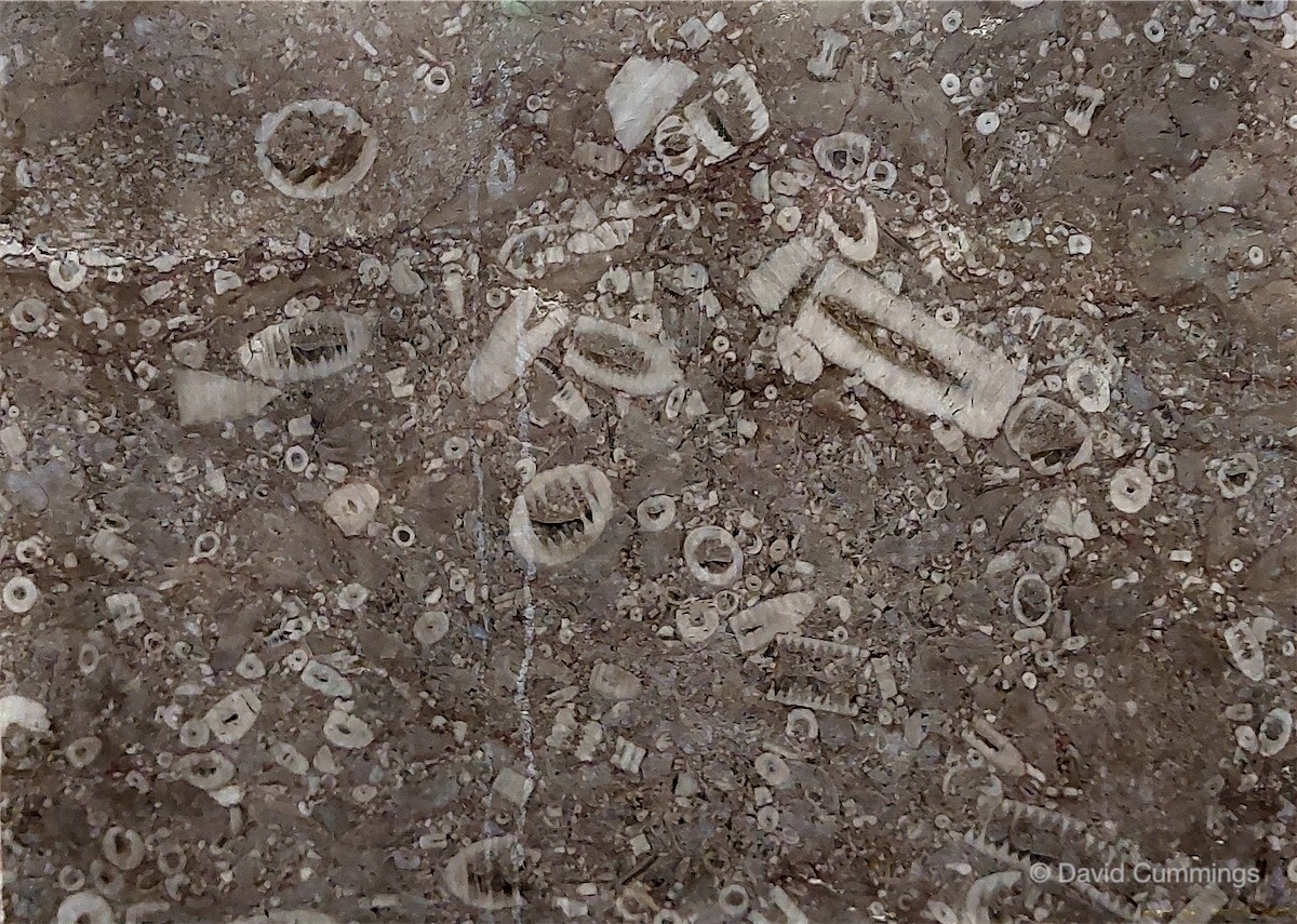 1Crinoid's  1Crinoid's