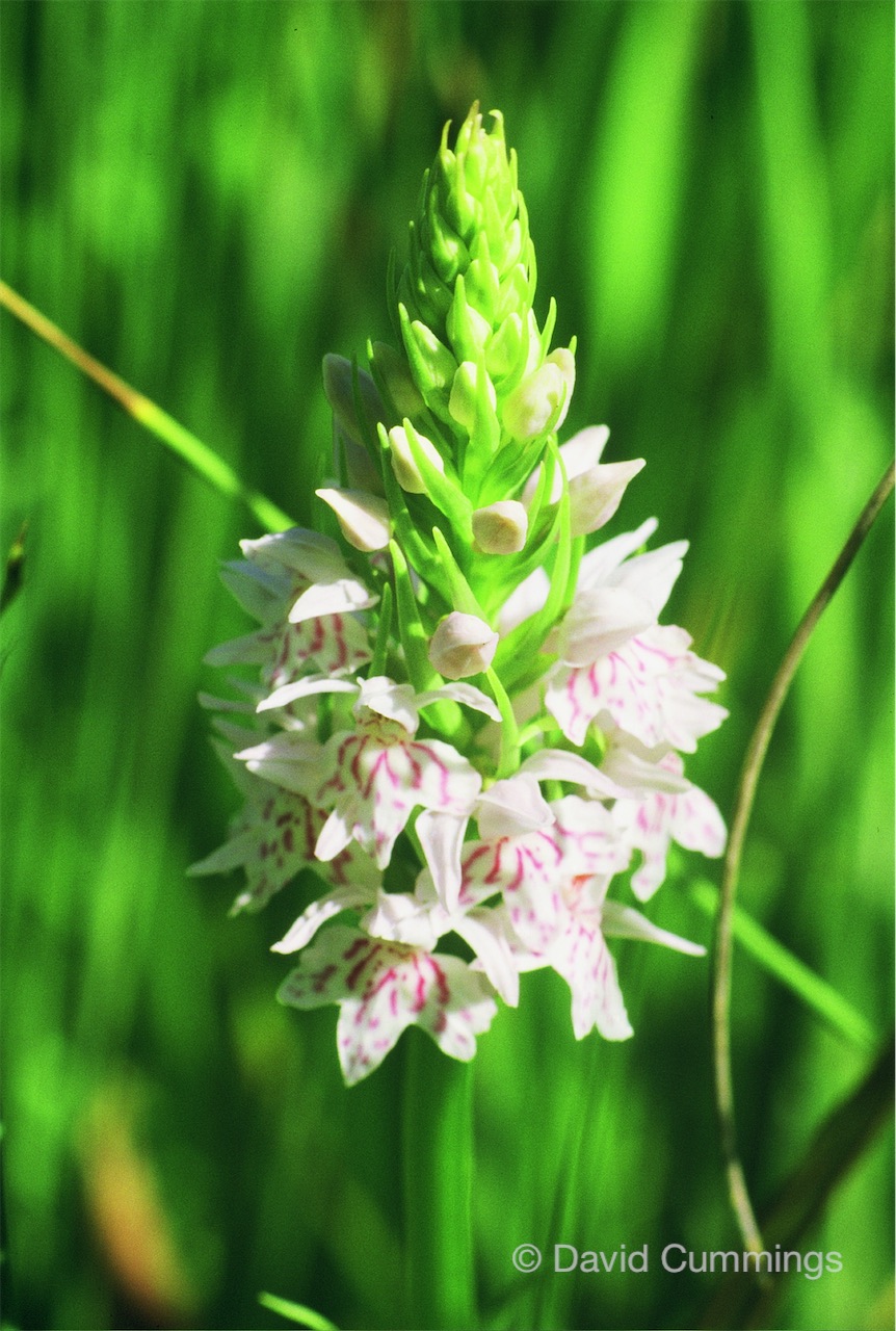 Hockenhull Orchid Common spotted