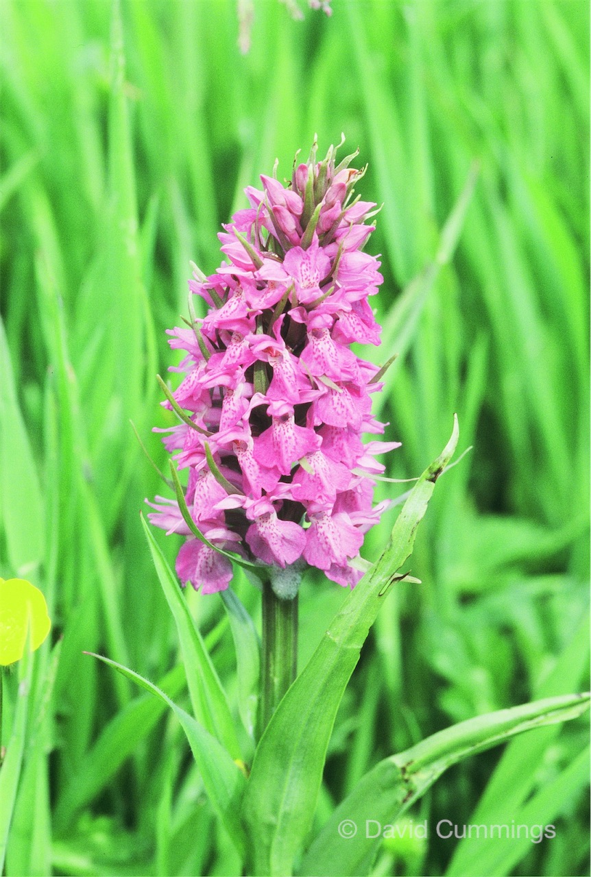 Hockenhull Northern Marsh orchid