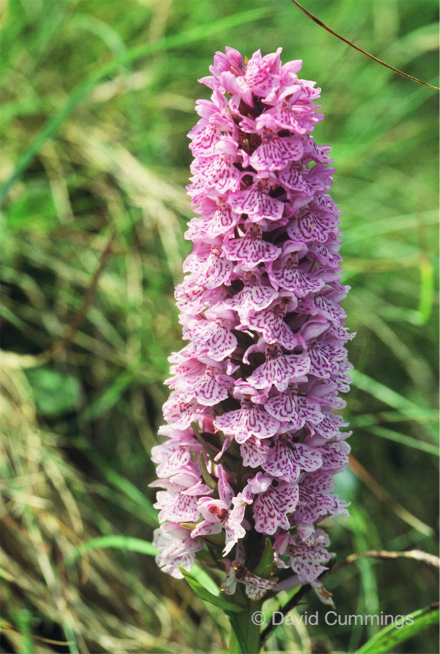 Hockenhull Hybrid Northern southern marsh Orchid
