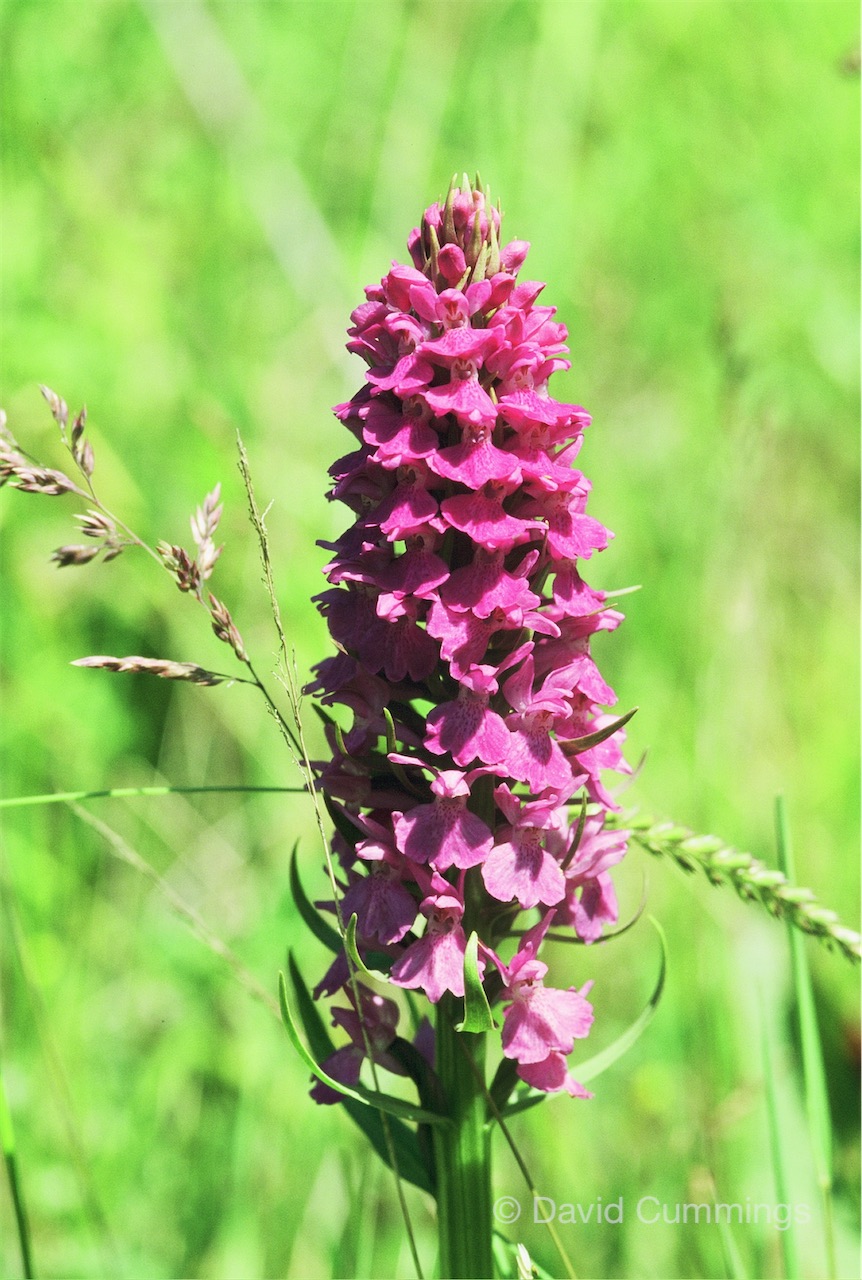 Hockenhull early purple Orchid