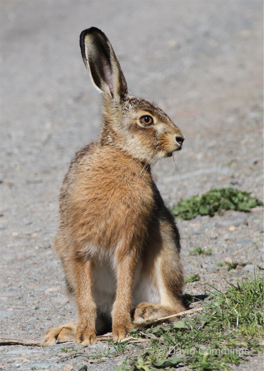Brown Hare