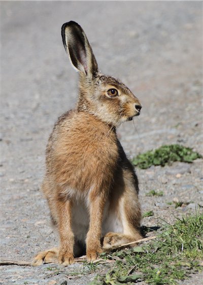  Brown Hare 