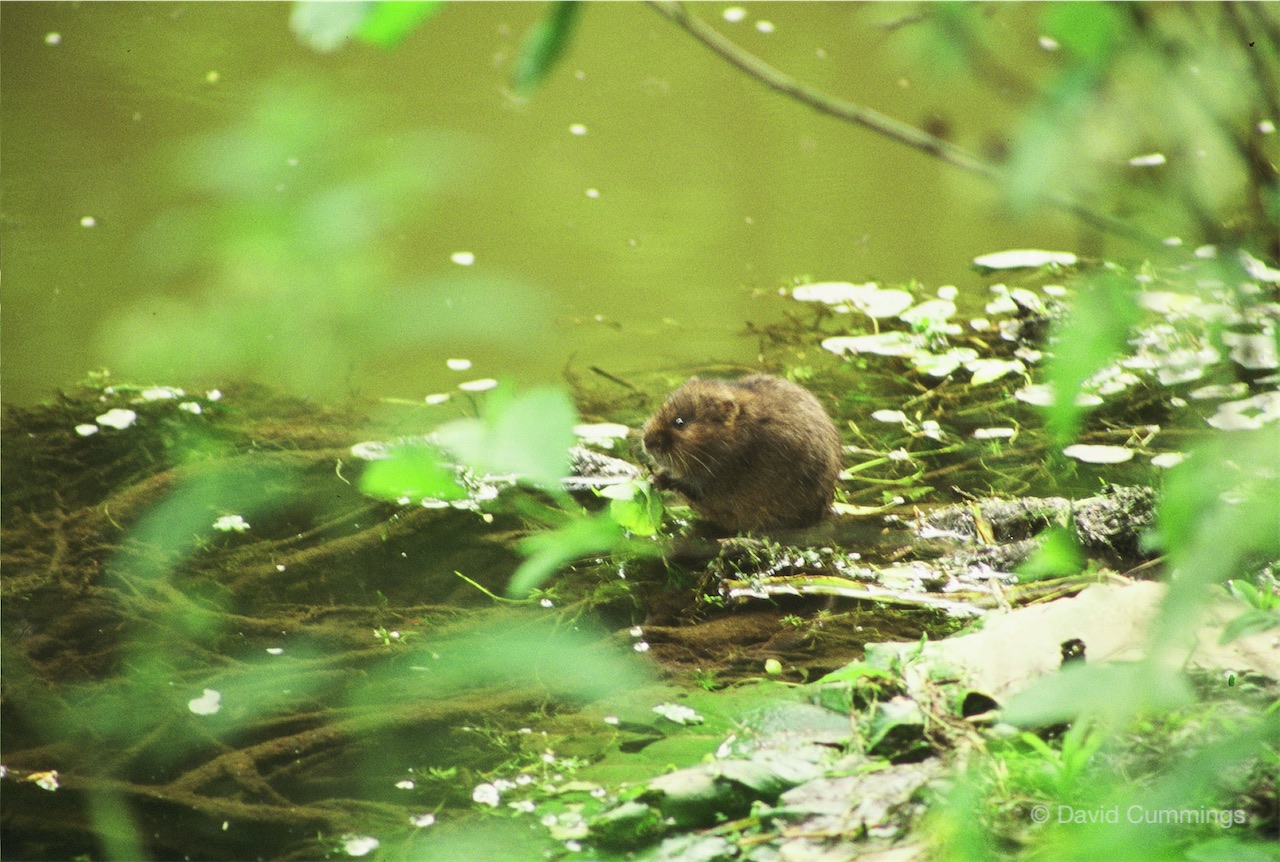 Hockenhull water vole