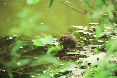  Hockenhull water vole 