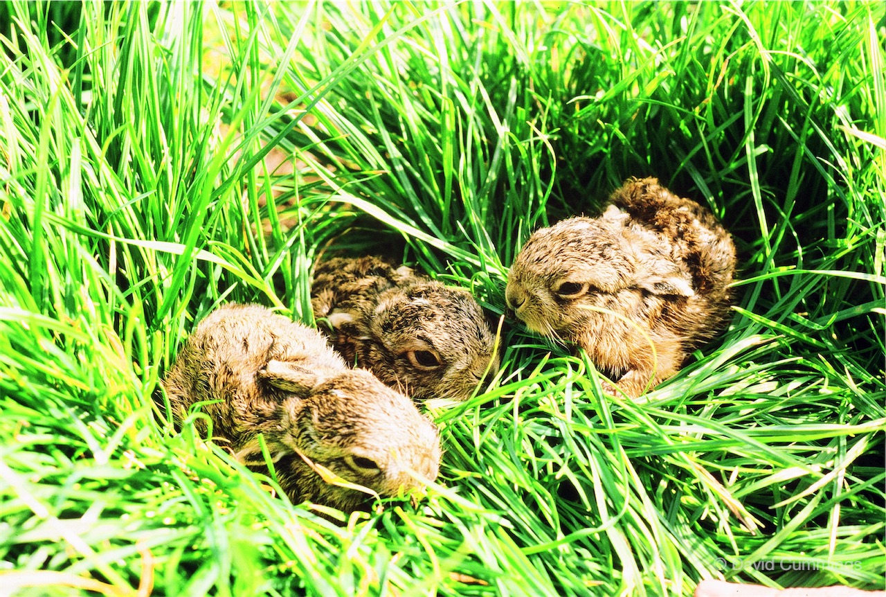 Hockenhull leverettes