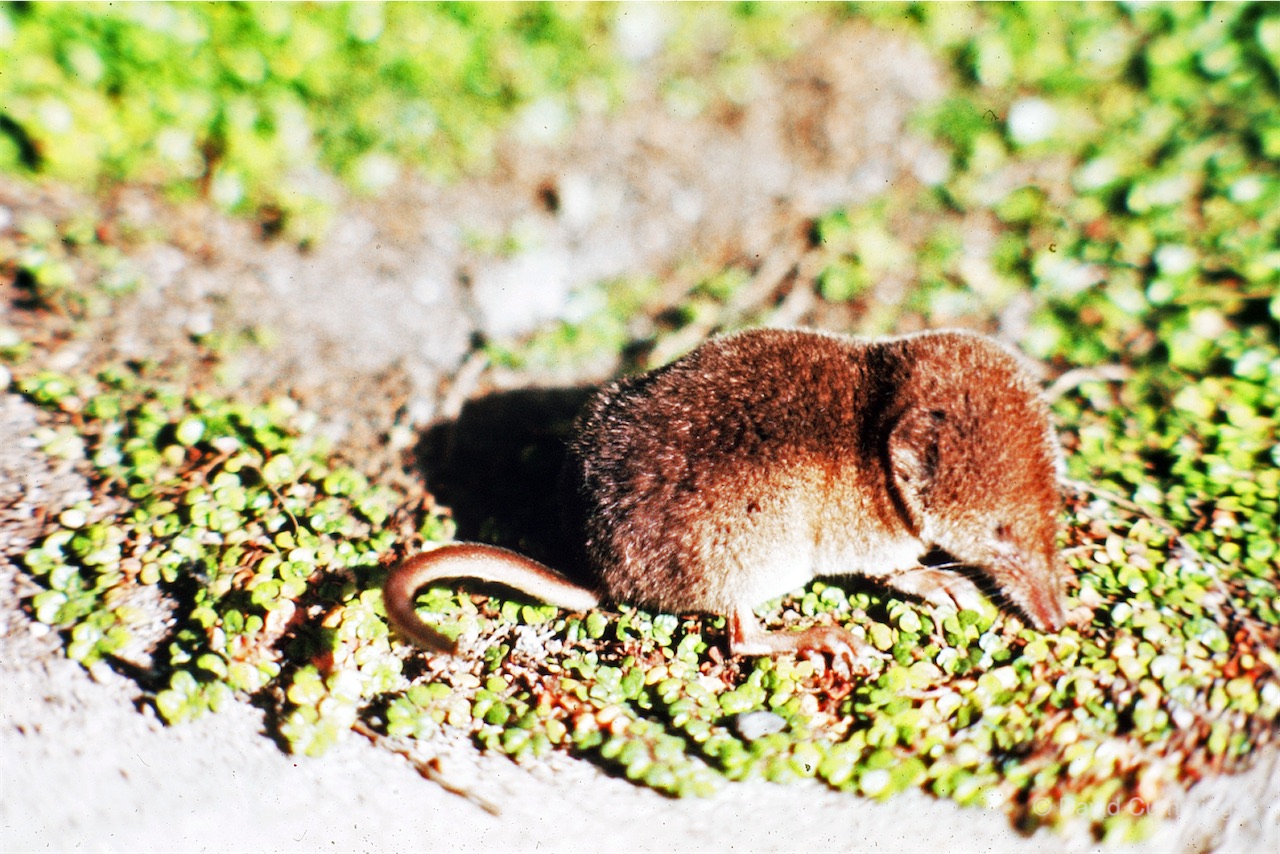 Pygmy Shrew