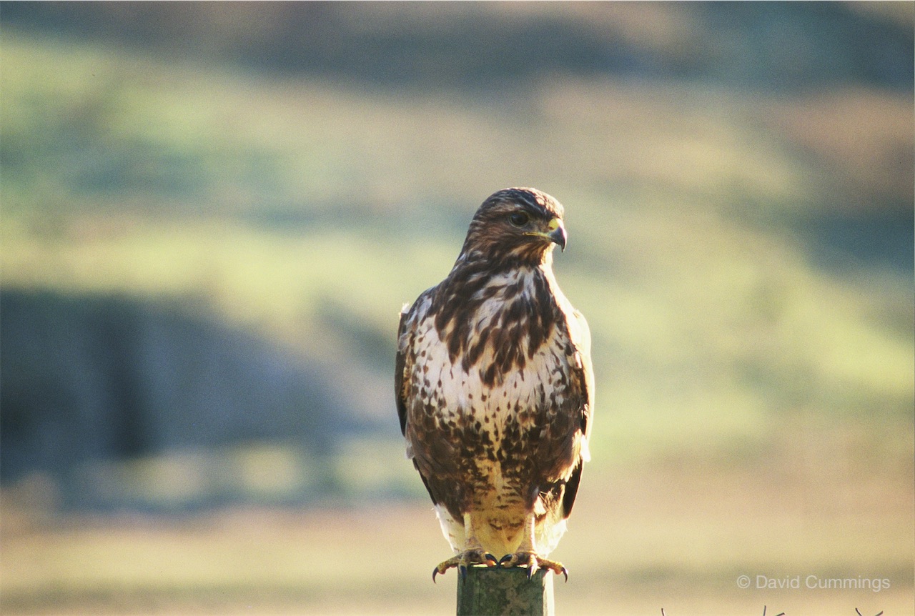 Hockenhull Buzzard
