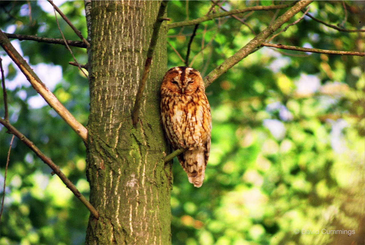 Tawny Owl in Poplar Plantation