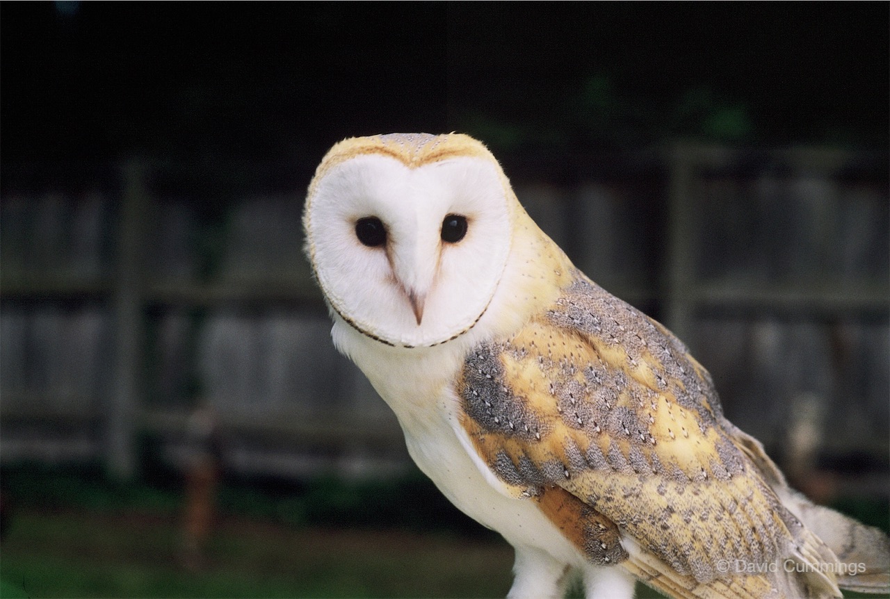 Hockenhull Barn Owl