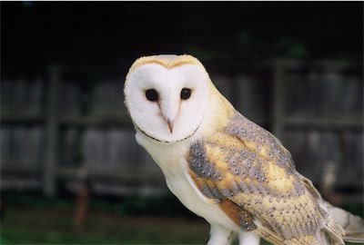  Hockenhull Barn Owl 