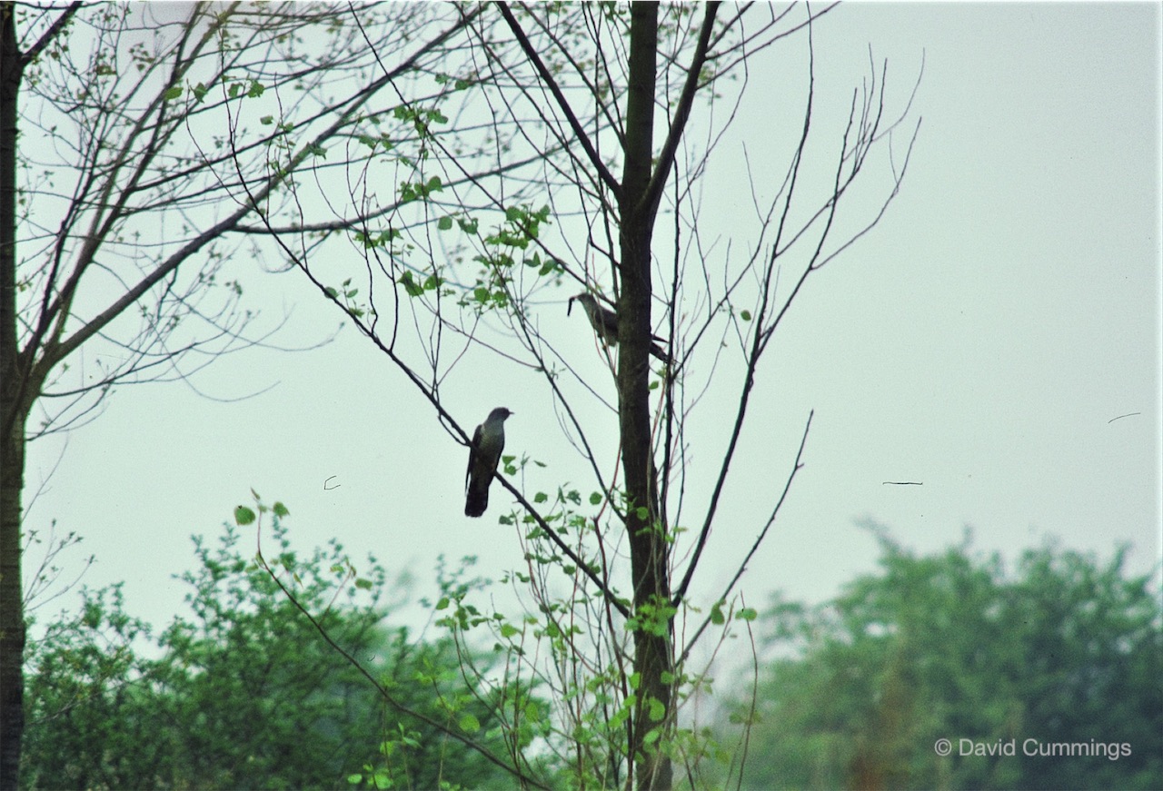 Cuckoo at Hockenhull Platts