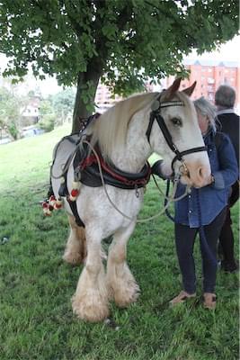  Working Horse on Canal 