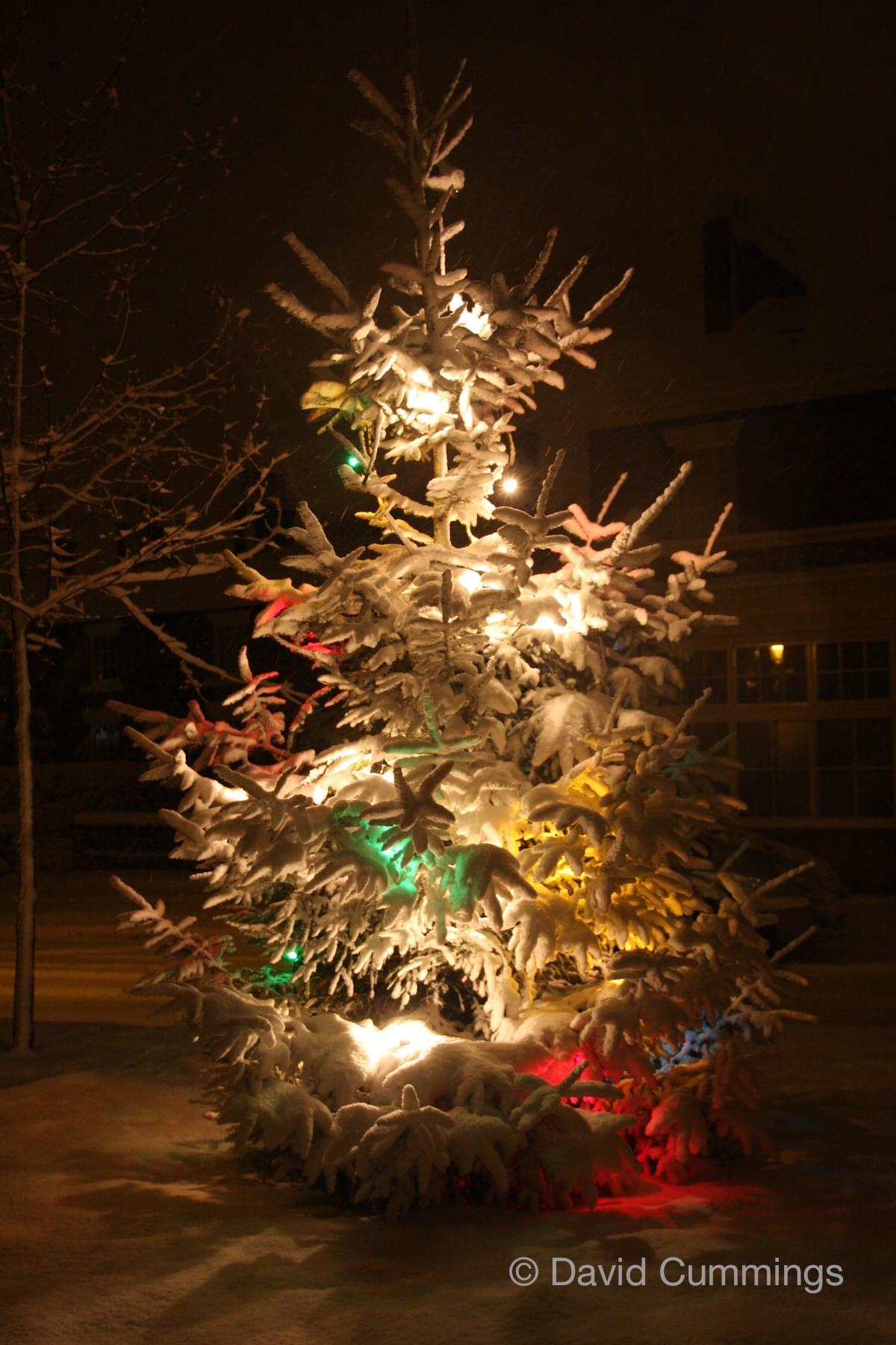 Christmas Tree on Christleton Village Green  Christmas Tree on Christleton Village Green