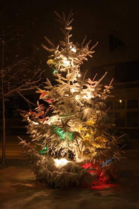 Christmas Tree on Christleton Village Green