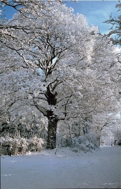 Snow in Quarry Lane, Christleton 1987 