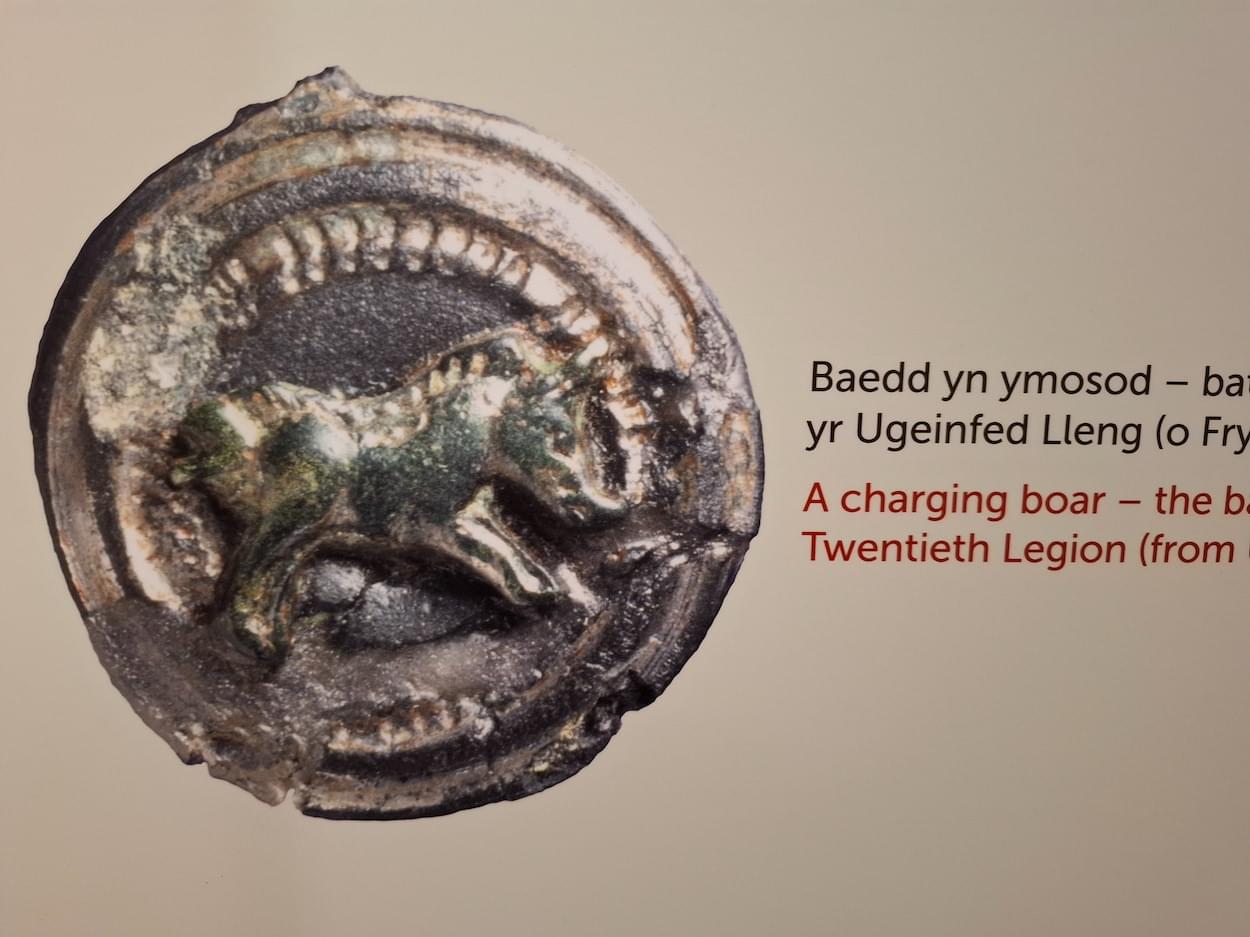 XXBB Boar  XXBB Boar