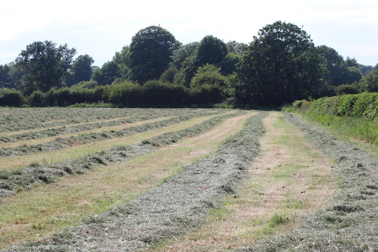 Hay Crop