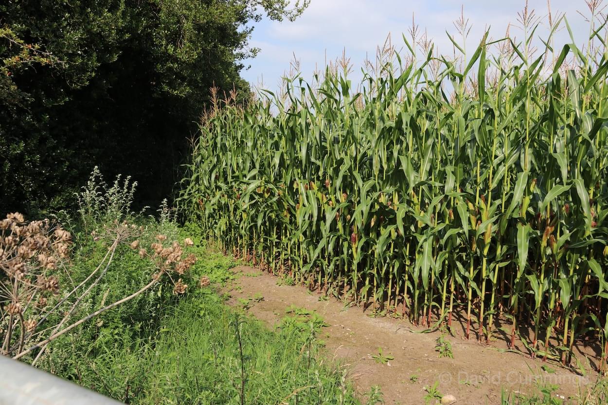 Maize as high as an elephants eye