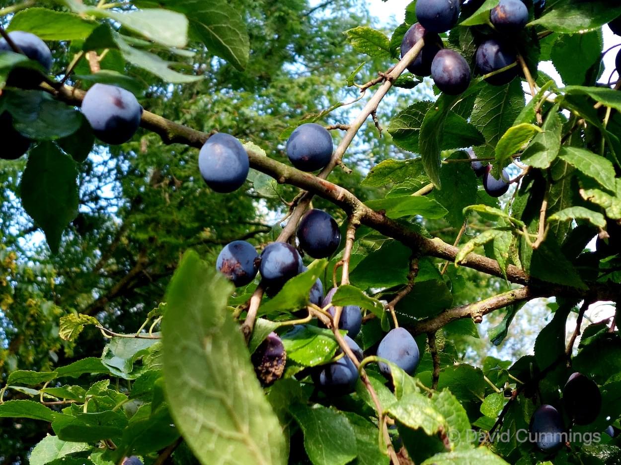 Damson Tree