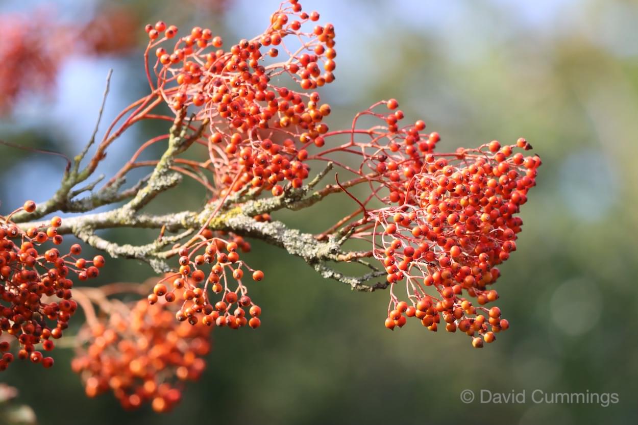 Red Berries