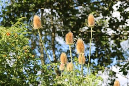 Teasles