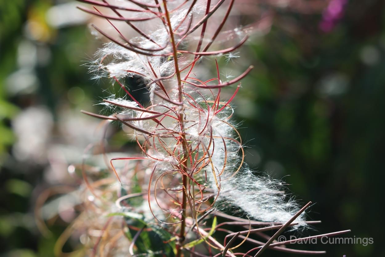 Rosebay Willow Herb