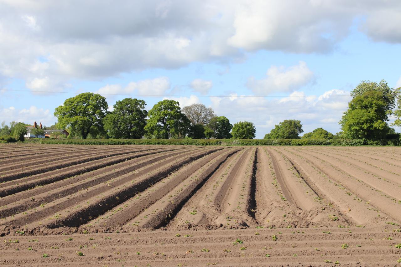  Potato drills, Christleton 