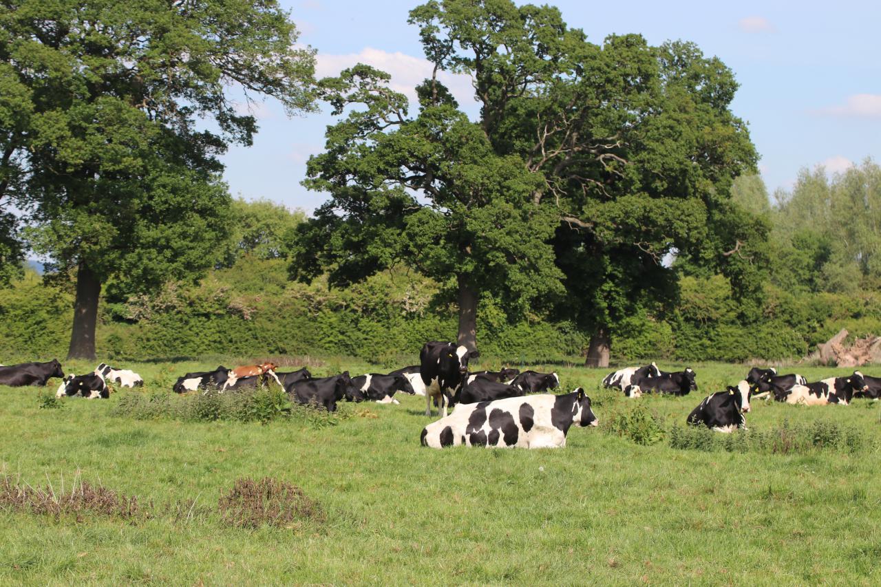  Cattle grazing 