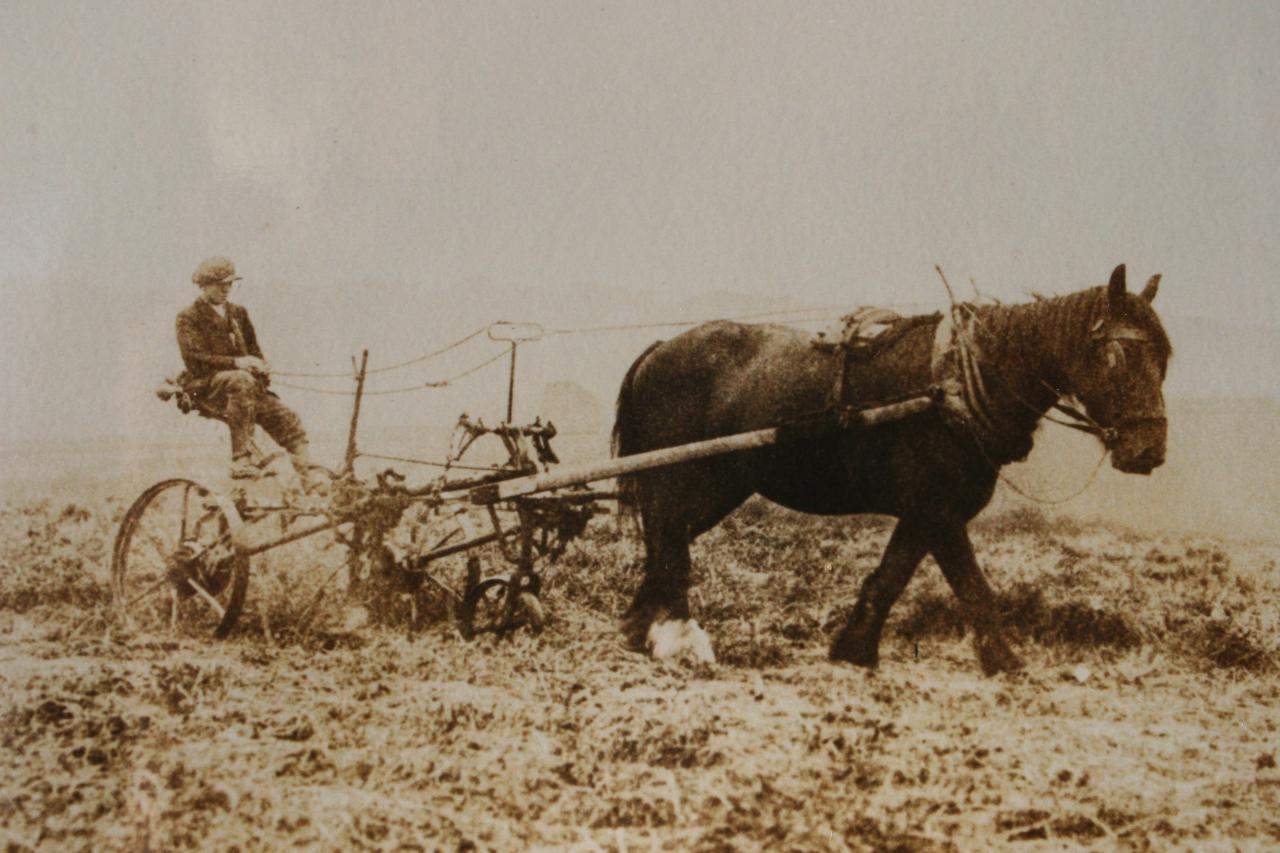  Haymaking 