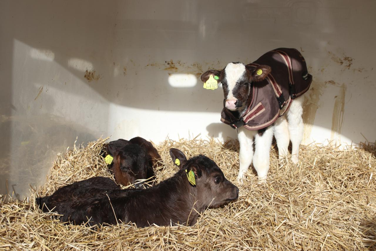  Dairy farming calves 