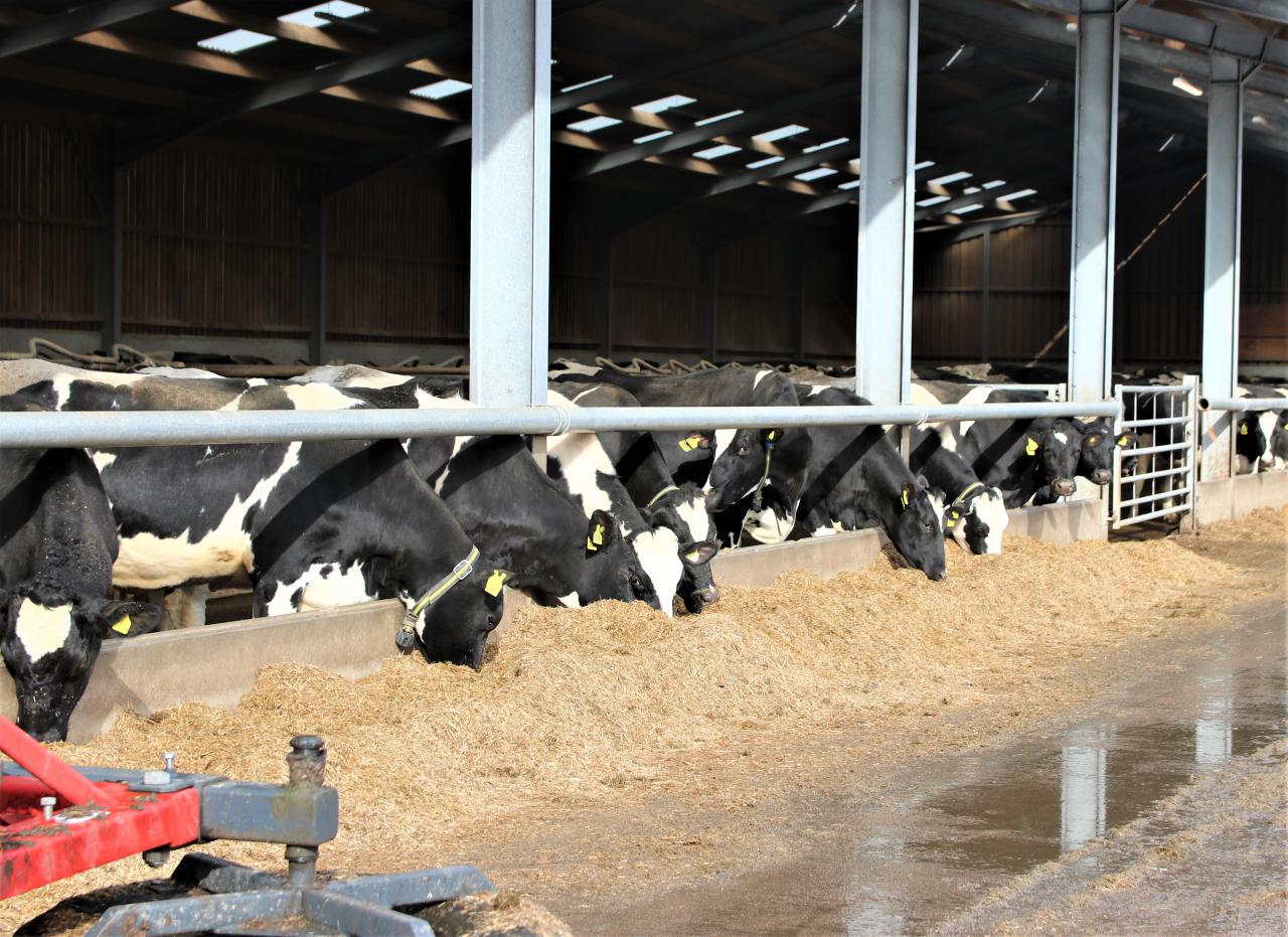  Dairy farming. Christleton 