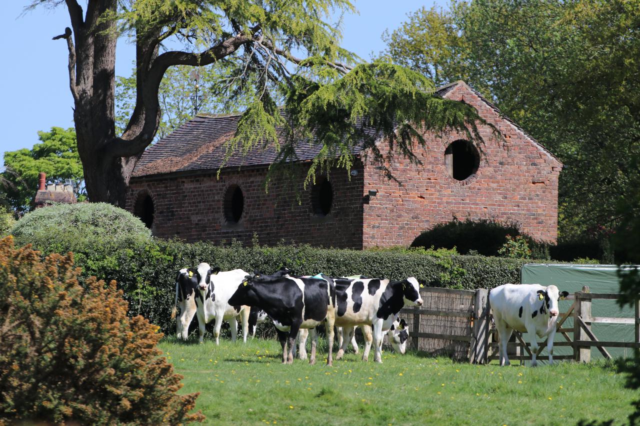  Old barn and cattle, Christleton 