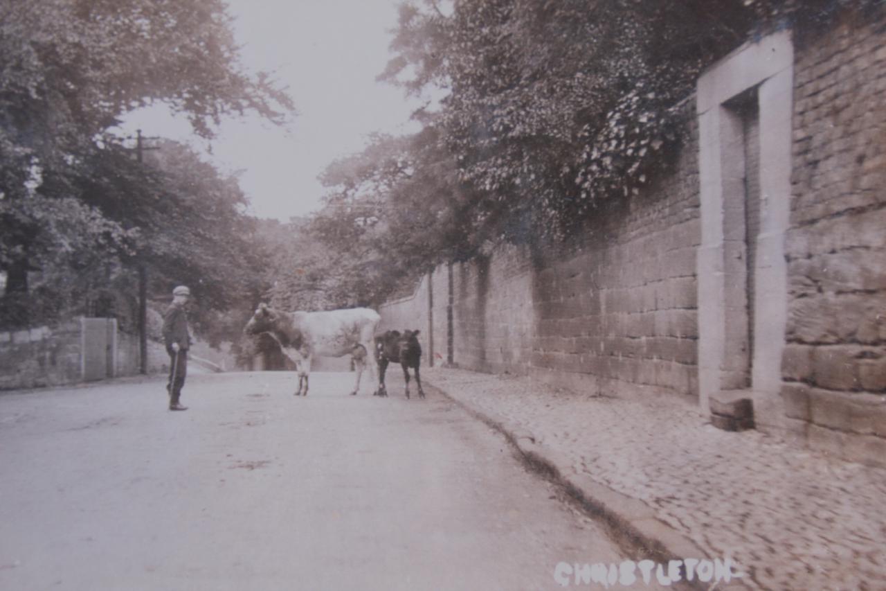  Cattle in Pepper Street, Christleton 