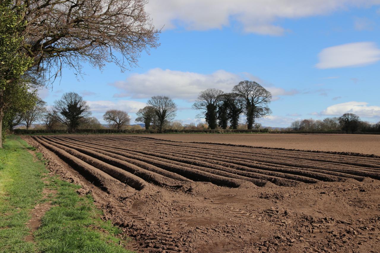  Large field in Christleton with potato drills 
