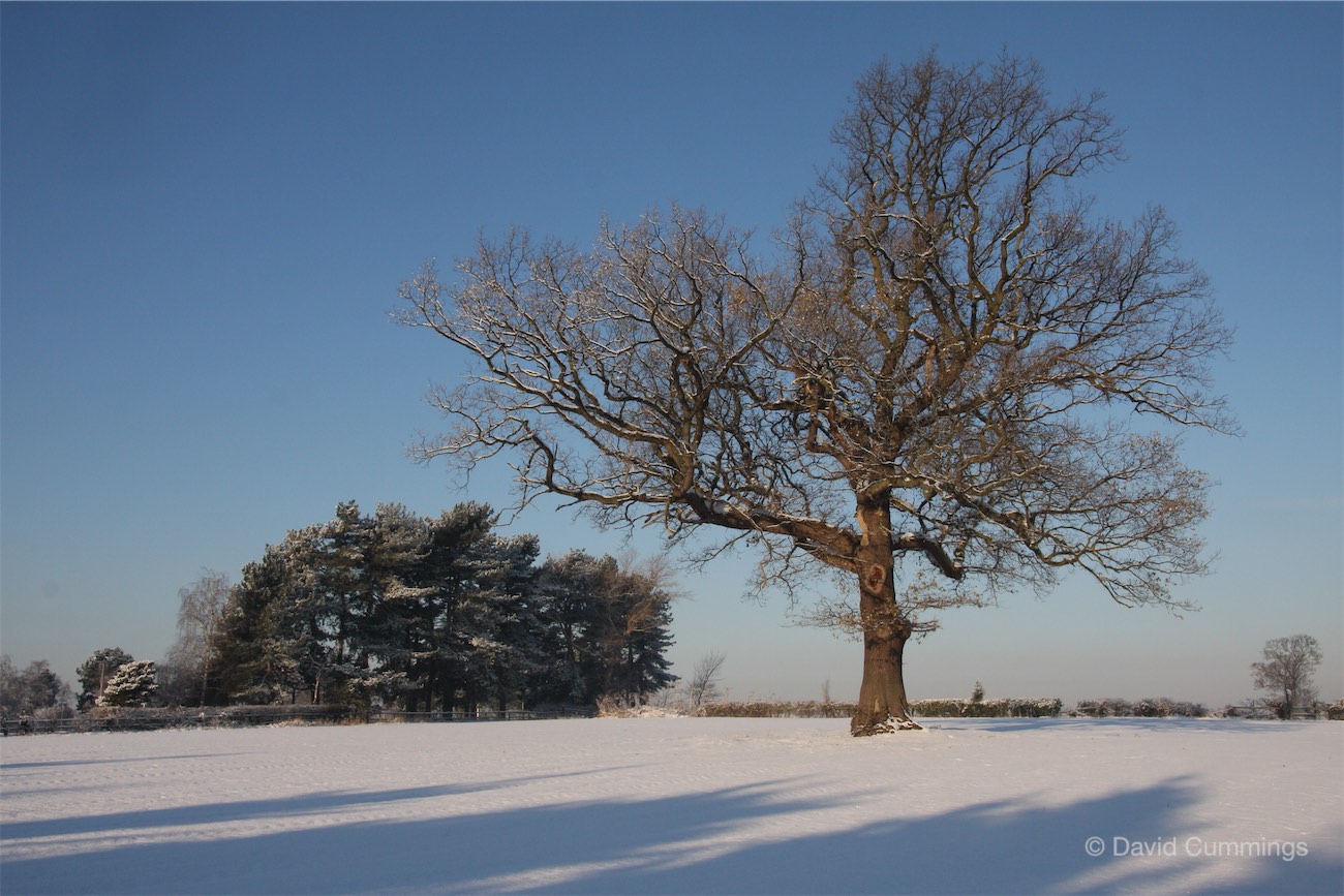 Morris Oak on the site of Christleton Windmill