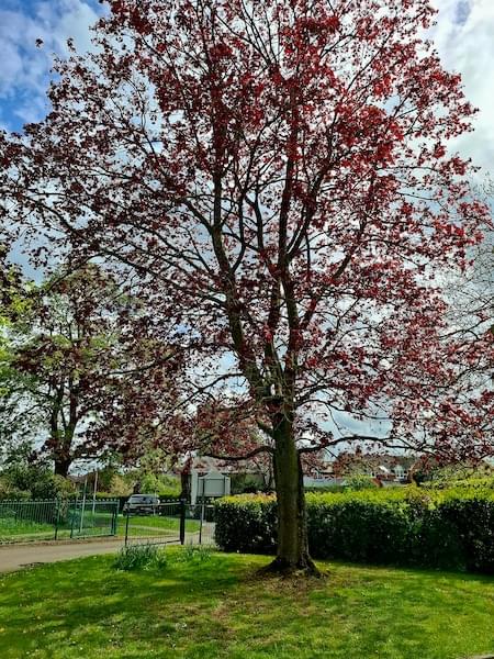 A tree planted 50 years ago