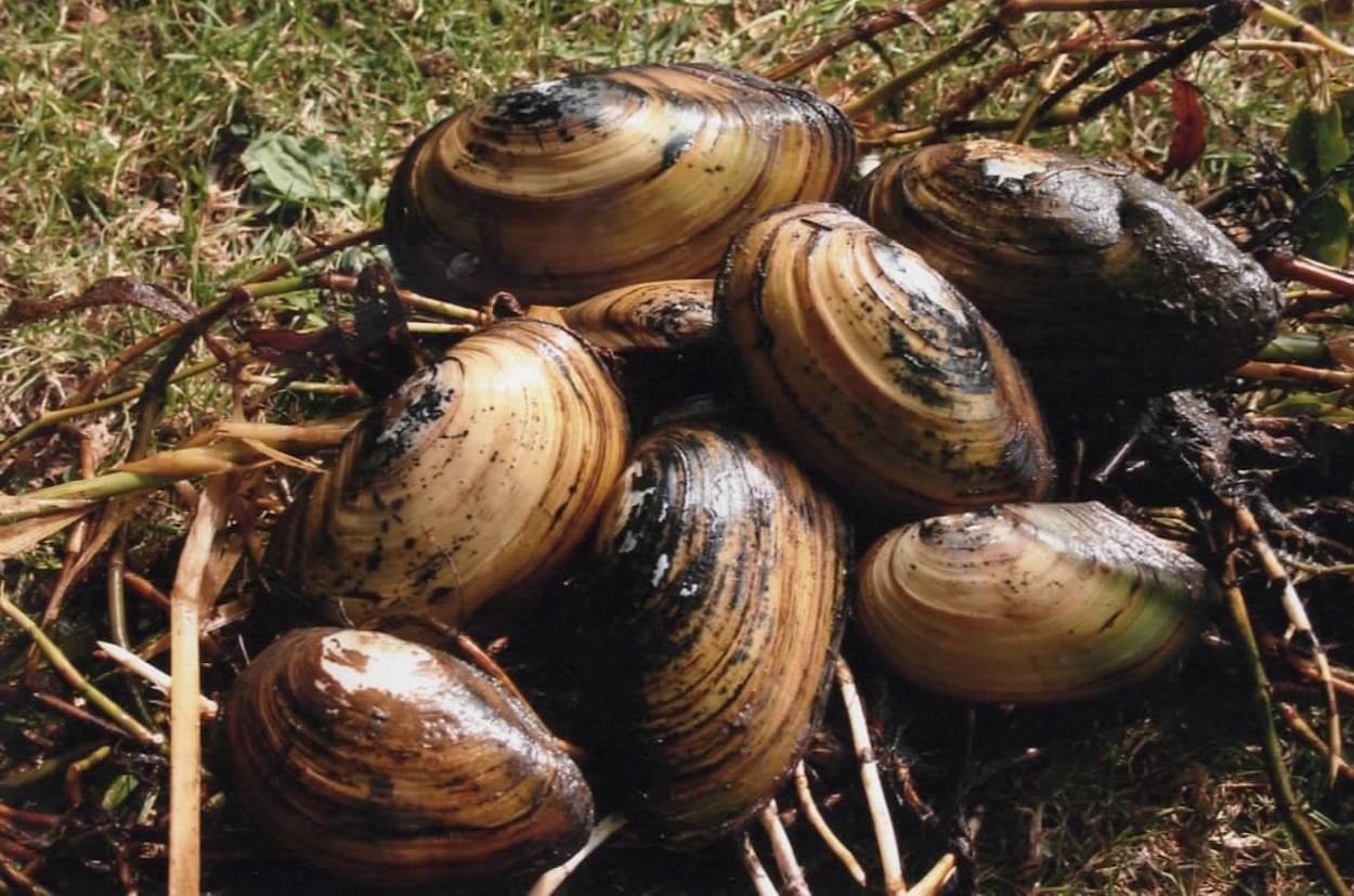 Swan Mussels