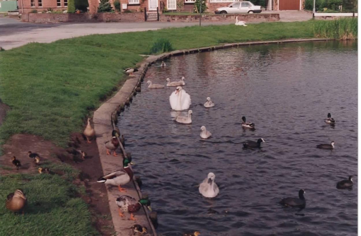 1Swans on Christleton Pit