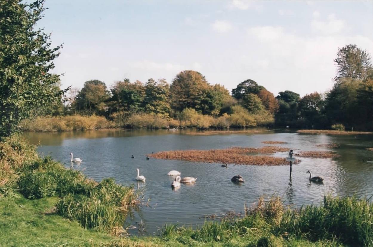 Swans family at the Pit in Christleton