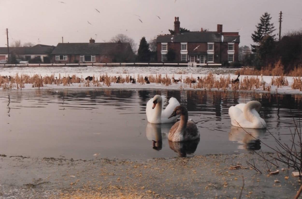 Swans in the winter at Christleton