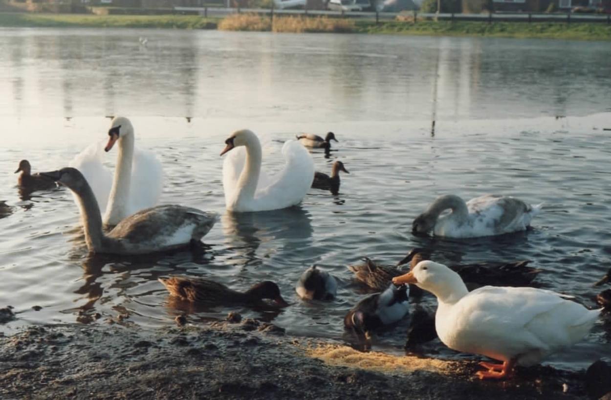 Winter Swans at Christleton Pit