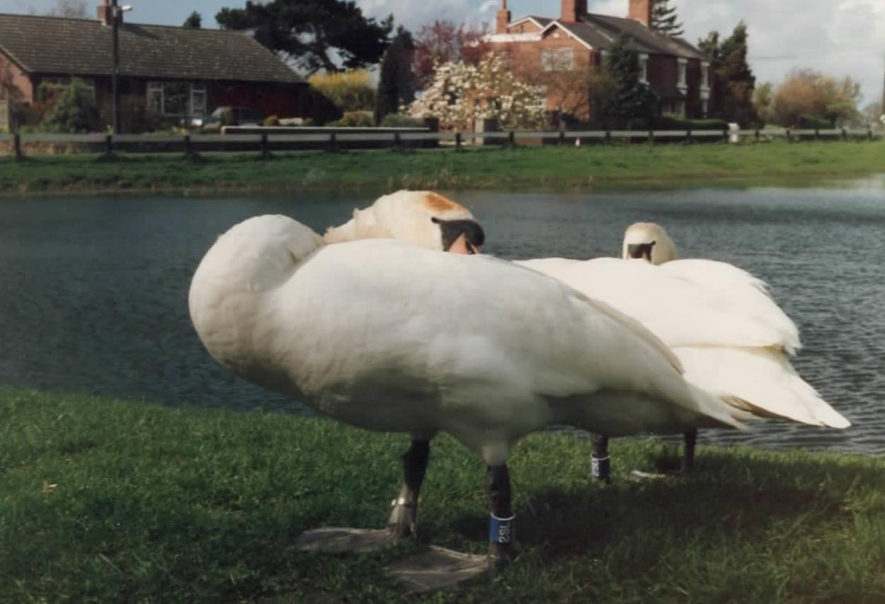 The 1980's Pair 2SD 2SY