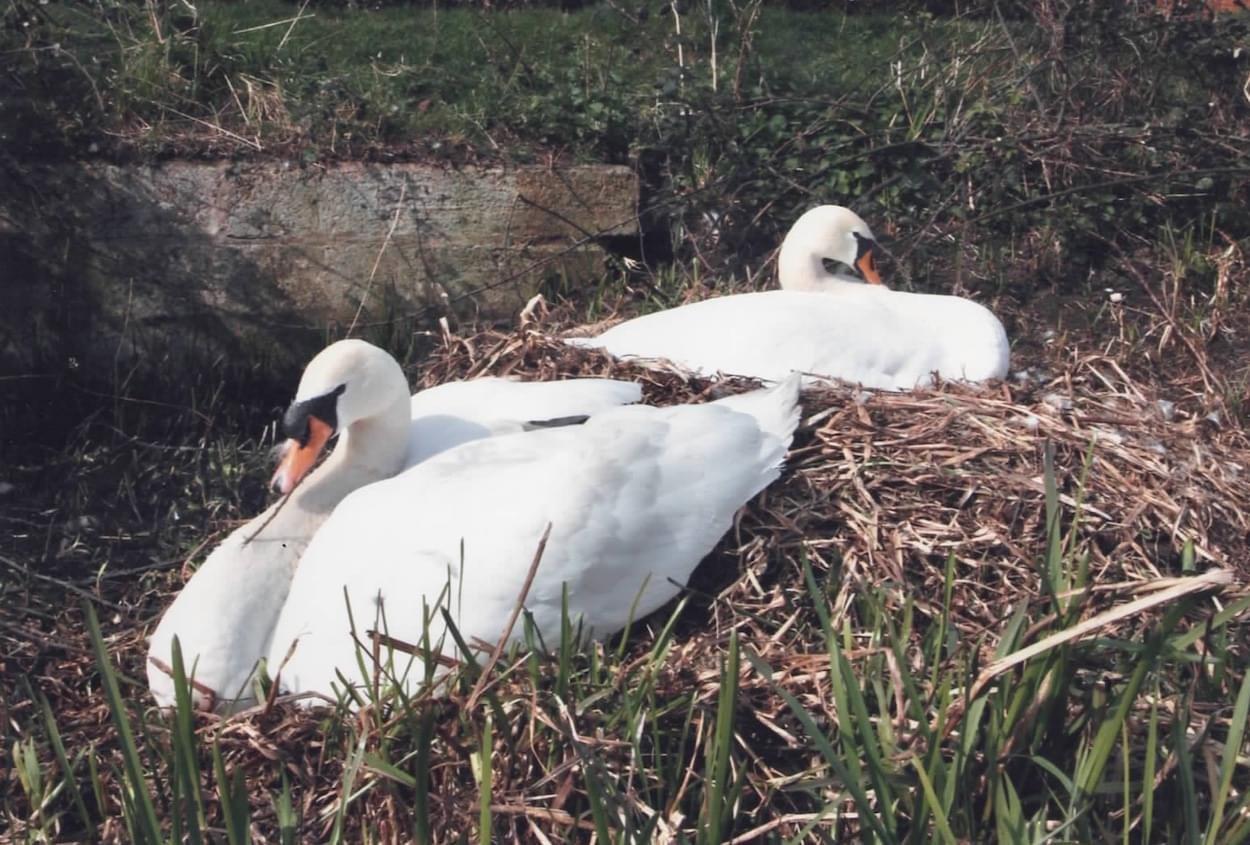 Pair nesting near Silt Trap at Christleton