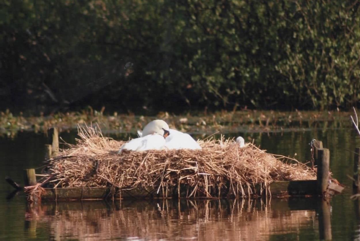 Pair of swans nesting on artificial nest site