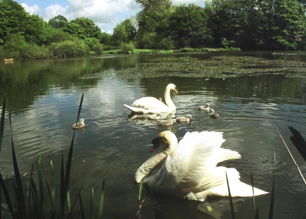 Pair of Swans with Cygnets at Christleton Pit