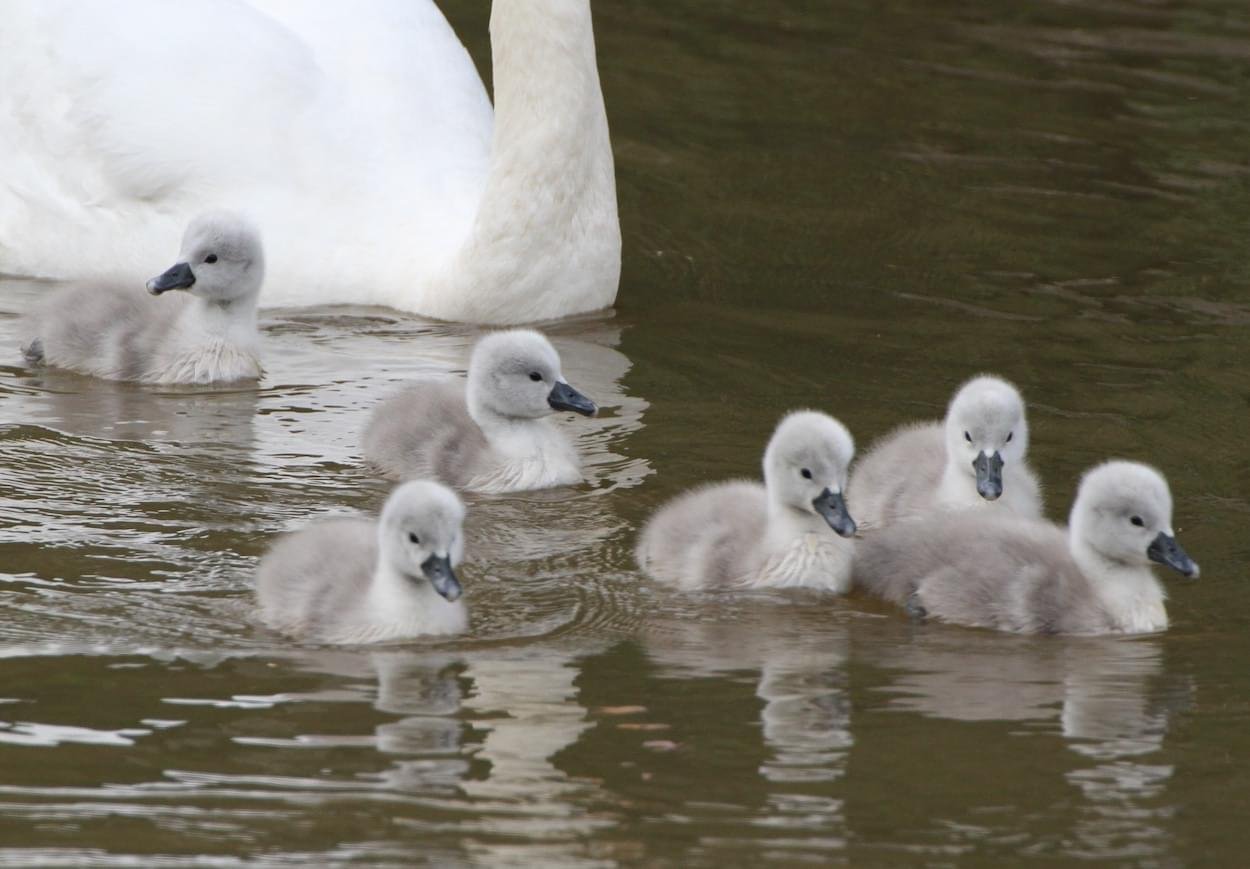 2015 Cygnets at Christleton