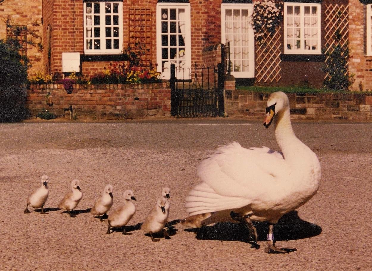 1980's swans on village walk, Christleton