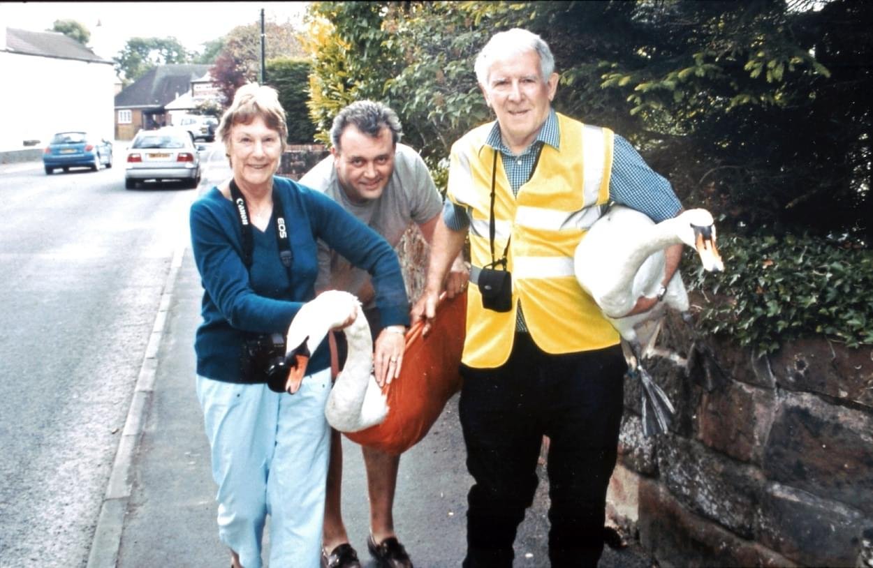 Swans being helped through the village of Christleton